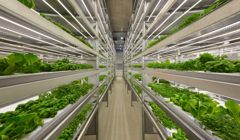 The Future of Food: Vertical Farming’s Potential and Limitations